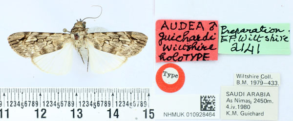 /filer/webapps/moths/media/images/G/guichardi_Audea_HT_BMNH.jpg