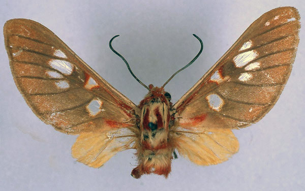 /filer/webapps/moths/media/images/G/guillemei_Balacra_HT_BMNH_01.jpg