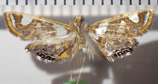 /filer/webapps/moths/media/images/G/guillermetorum_Eoophyla_AM_Bippus.jpg