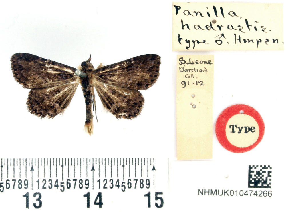 /filer/webapps/moths/media/images/H/hadrastis_Panilla_HT_BMNH.jpg