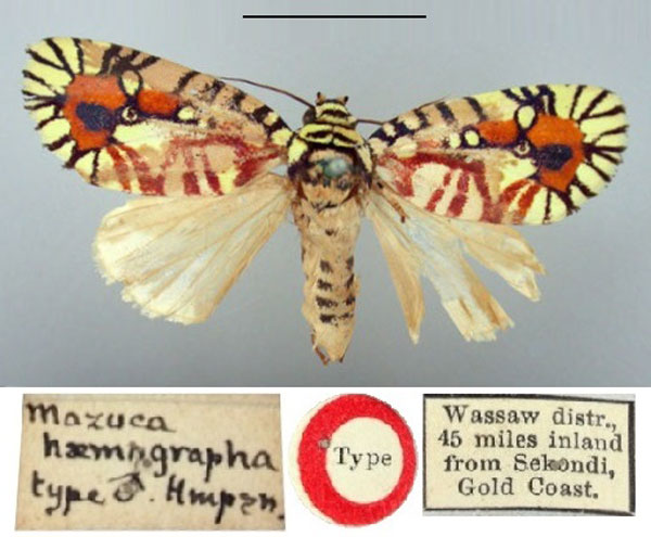 /filer/webapps/moths/media/images/H/haemagrapha_Mazuca_HT_BMNH.jpg
