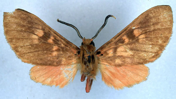 /filer/webapps/moths/media/images/H/haematoessa_Hippurarctia_ST_BMNH_01.jpg
