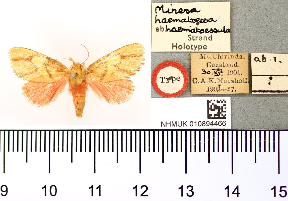 /filer/webapps/moths/media/images/H/haematoessula_Miresa_HT_BMNH.jpg
