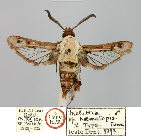 /filer/webapps/moths/media/images/H/haematopis_Melittia_HT_BMNH.jpg
