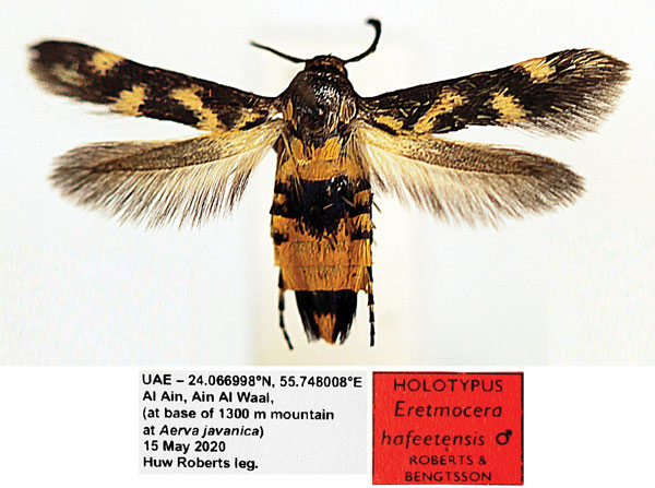 /filer/webapps/moths/media/images/H/hafeetensis_Eretmocera_HT_NHMAD.jpg