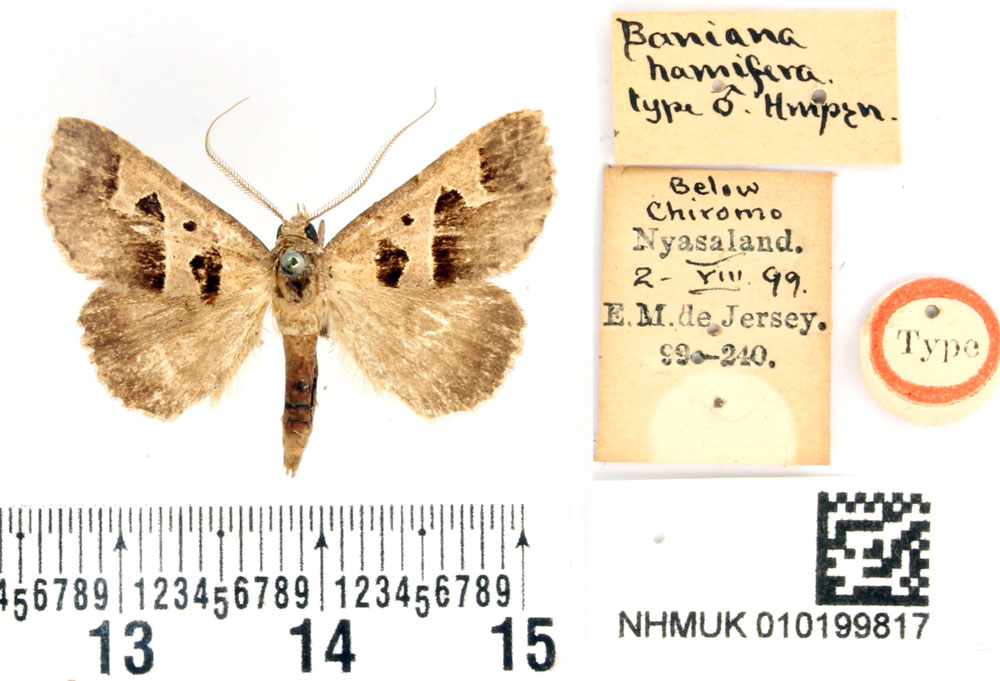 /filer/webapps/moths/media/images/H/hamifera_Baniana_HT_BMNH.jpg