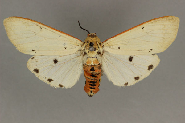 /filer/webapps/moths/media/images/H/hampsoni_Aloa_HT_BMNH.jpg