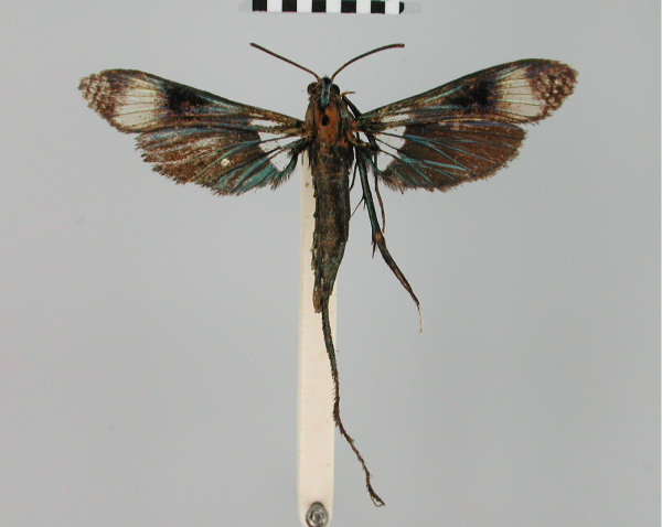 /filer/webapps/moths/media/images/H/hampsoni_Mimocrypta_HT_BMNH.jpg