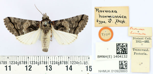 /filer/webapps/moths/media/images/H/harmonica_Proruaca_HT_BMNH.jpg
