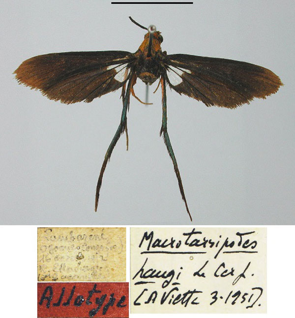 /filer/webapps/moths/media/images/H/haugi_Macrotarsipodes_AT_MNHN.jpg