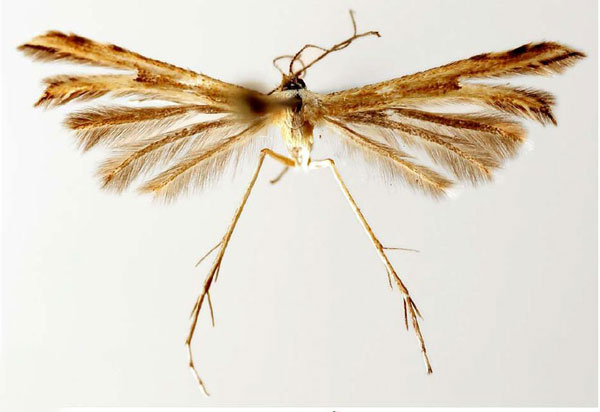 /filer/webapps/moths/media/images/H/hawkingi_Crassuncus_HT_BMNH.jpg
