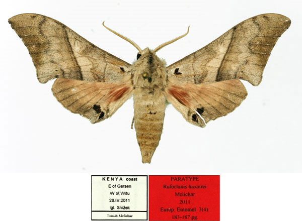 /filer/webapps/moths/media/images/H/haxairei_Rufoclanis_PT_Basquin.jpg