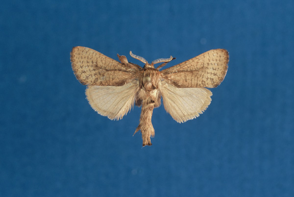 /filer/webapps/moths/media/images/H/heikeae_Kroonia_HT_BMNH.jpg