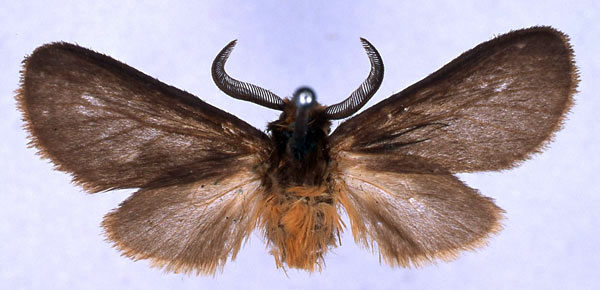 /filer/webapps/moths/media/images/H/helga_Metarctia_HT_BMNH_01.jpg