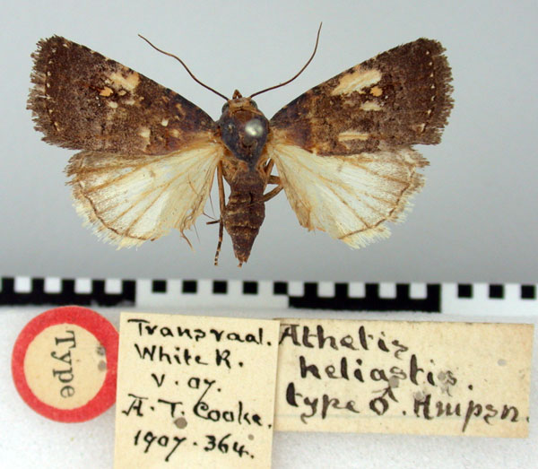/filer/webapps/moths/media/images/H/heliastis_Athetis_HT_BMNH.jpg