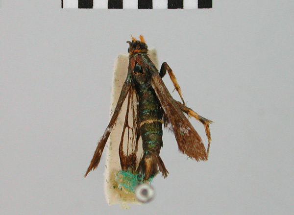 /filer/webapps/moths/media/images/H/heliostoma_Cabomima_STM_BMNH.jpg