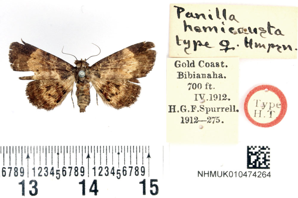 /filer/webapps/moths/media/images/H/hemicausta_Panilla_HT_BMNH.jpg