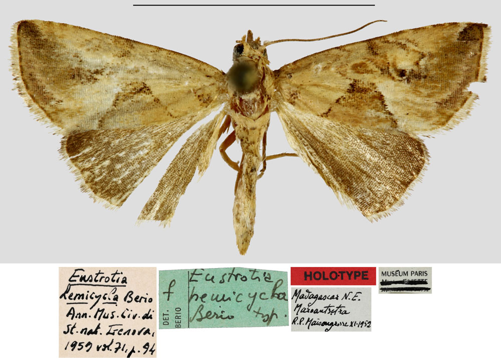 /filer/webapps/moths/media/images/H/hemicycla_Eustrotia_HT_MNHN.jpg