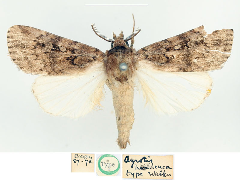 /filer/webapps/moths/media/images/H/hemileuca_Agrotis_HT_BMNH.jpg