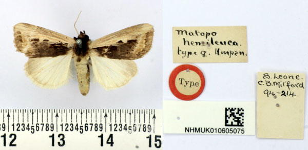/filer/webapps/moths/media/images/H/hemileuca_Matopo_HT_BMNH.jpg