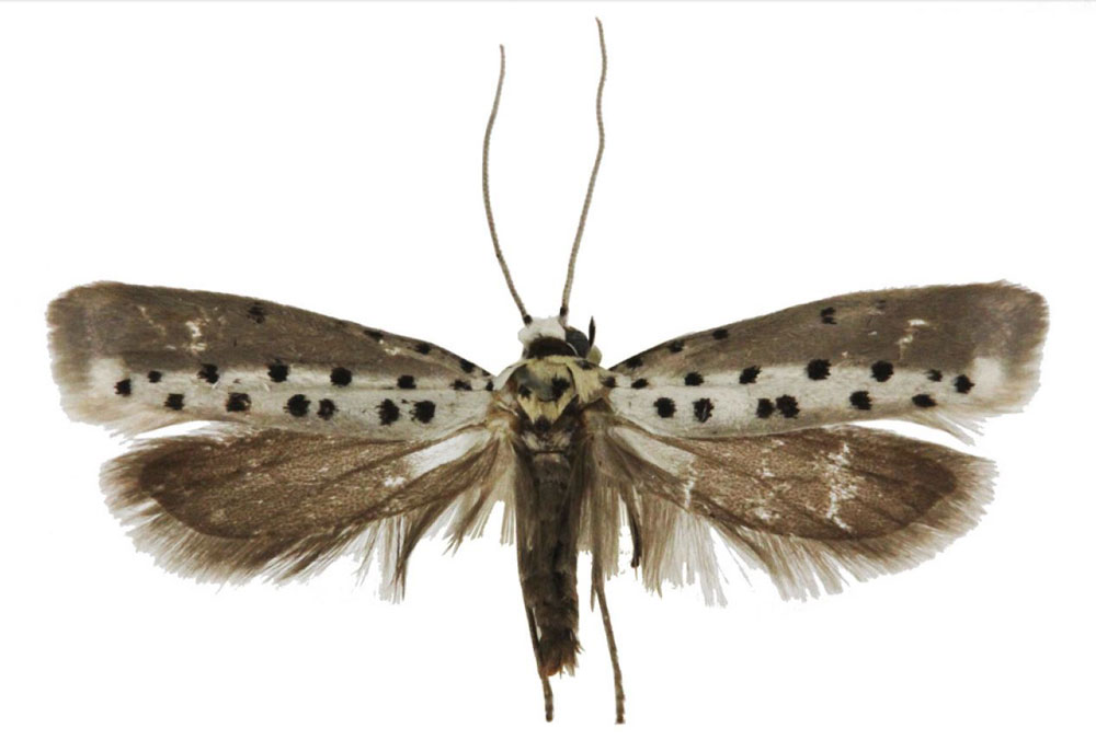 /filer/webapps/moths/media/images/H/hemileuca_Yponomeuta_PT_BMNH.jpg