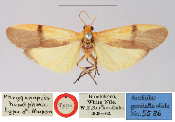 /filer/webapps/moths/media/images/H/hemiphaea_Phryganopsis_HT_BMNH.jpg