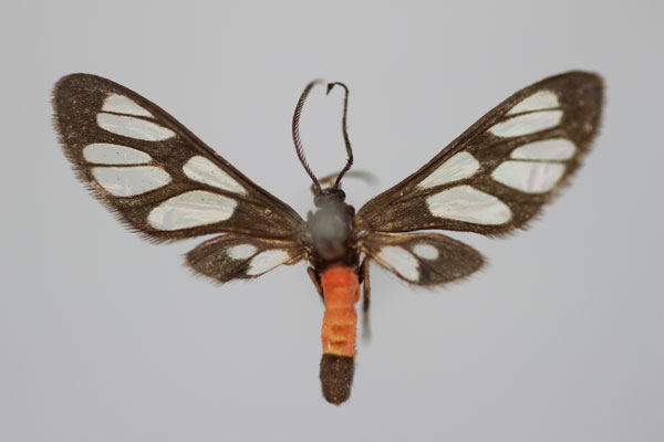 /filer/webapps/moths/media/images/H/hemiphoenica_Amata_HT_BMNH.jpg