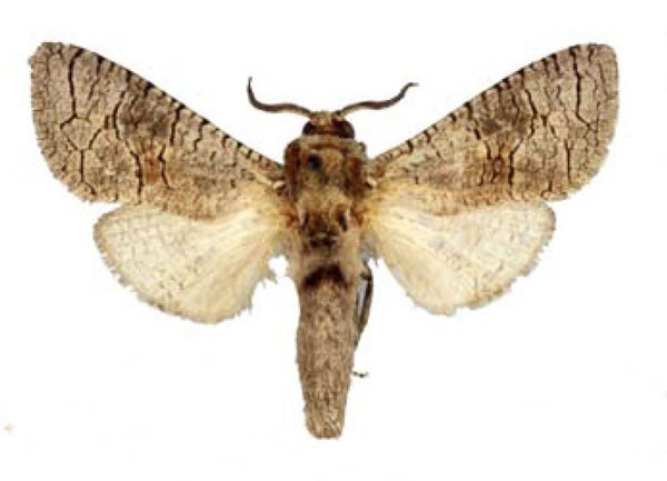 /filer/webapps/moths/media/images/H/henleyi_Cossus_ST_BMNH.jpg