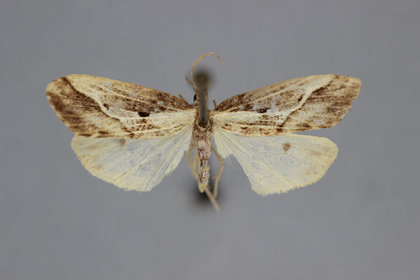 /filer/webapps/moths/media/images/H/herbuloti_Novosia_A_BMNH.jpg