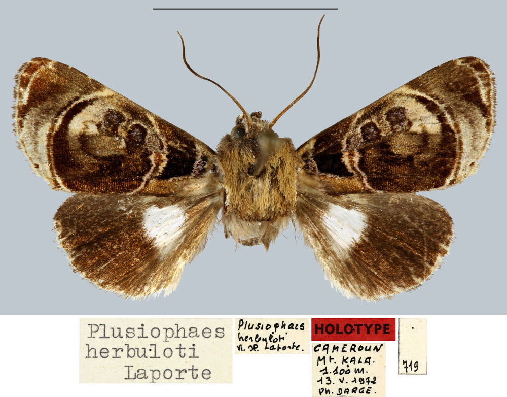 /filer/webapps/moths/media/images/H/herbuloti_Plusiophaes_HT_MNHN.jpg