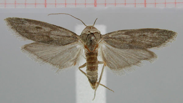 /filer/webapps/moths/media/images/H/hererofiliella_Paroxyptera_PT_ZMHB.jpg