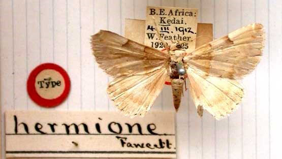 /filer/webapps/moths/media/images/H/hermione_Euphiusa_HT_BMNH.jpg