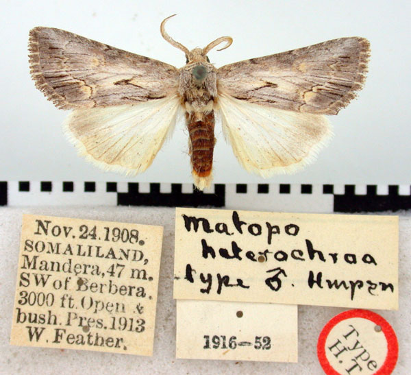 /filer/webapps/moths/media/images/H/heterochroa_Matopo_HT_BMNH.jpg
