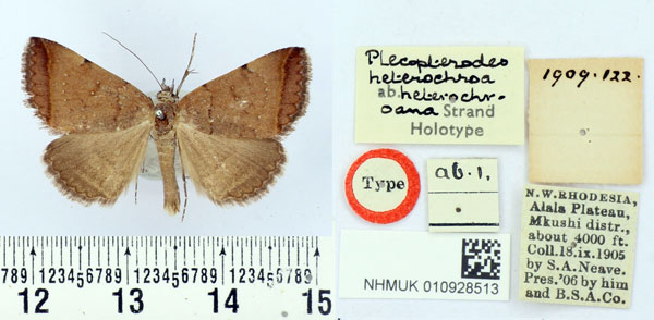 /filer/webapps/moths/media/images/H/heterochroana_Plecopterodes_HT_BMNH.jpg