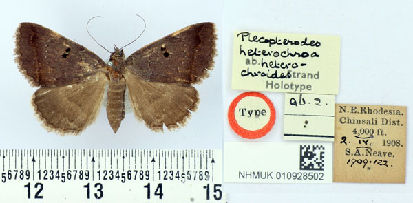 /filer/webapps/moths/media/images/H/heterochroides_Plecopterodes_HT_BMNH.jpg