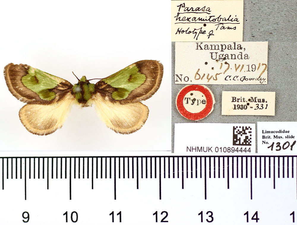 /filer/webapps/moths/media/images/H/hexamitobalia_Parasa_HT_BMNH.jpg