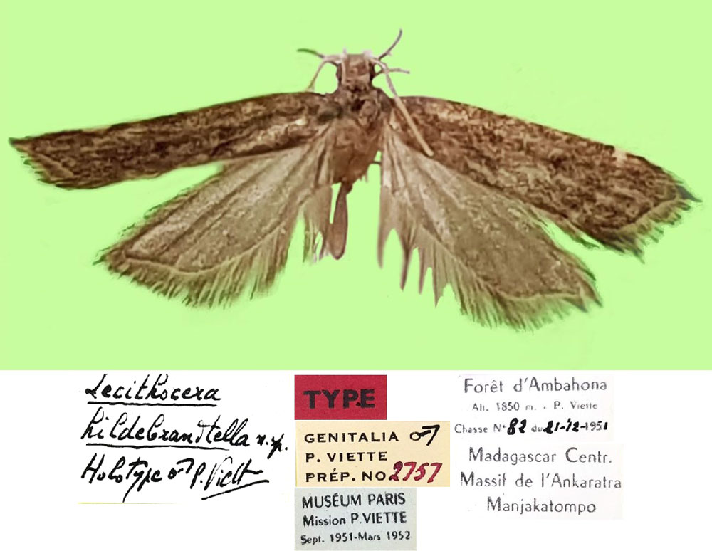 /filer/webapps/moths/media/images/H/hildebrandtella_Lecithocera_HT_MNHN.jpg