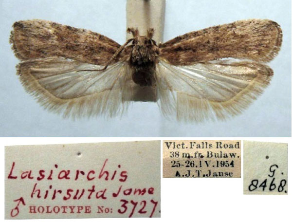 /filer/webapps/moths/media/images/H/hirsuta_Lasiarchis_HT_TMSA.jpg