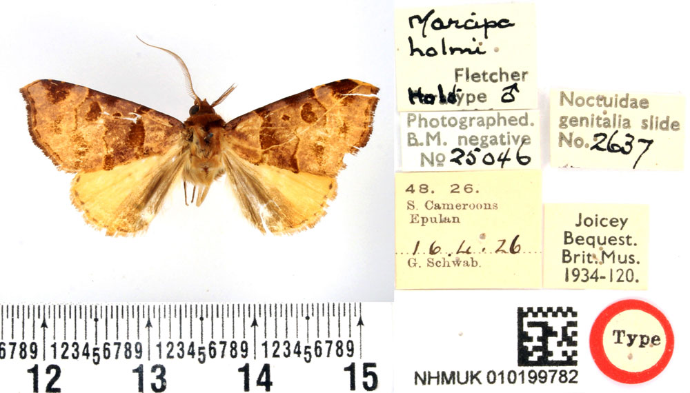 /filer/webapps/moths/media/images/H/holmi_Marcipa_HT_BMNH.jpg
