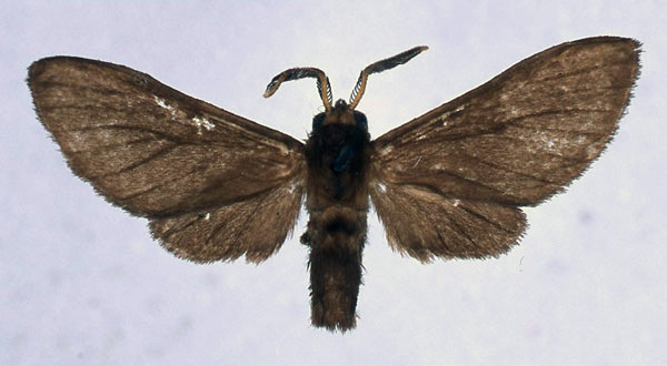 /filer/webapps/moths/media/images/H/holobrunnea_Anapisa_ST_BMNH_01.jpg