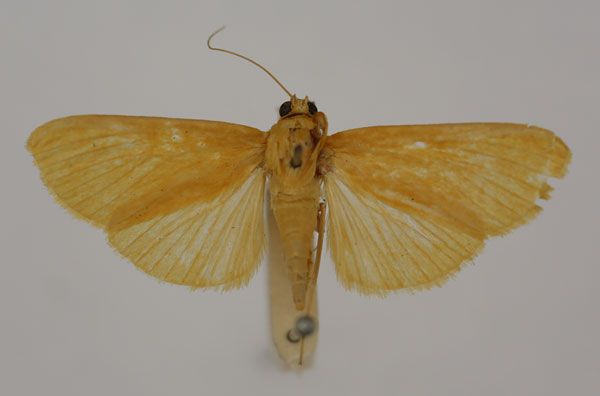 /filer/webapps/moths/media/images/H/holochralis_Syllepte_HT_BMNH.jpg