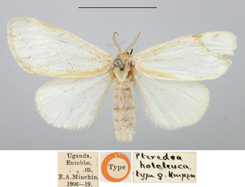 /filer/webapps/moths/media/images/H/hololeuca_Pteredoa_HT_BMNH.jpg