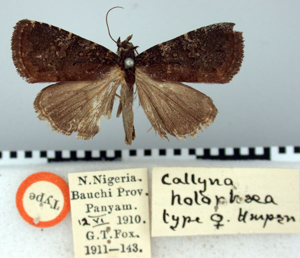 /filer/webapps/moths/media/images/H/holophaea_Callyna_HT_BMNH.jpg