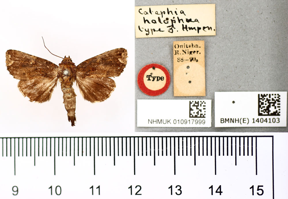 /filer/webapps/moths/media/images/H/holophaea_Catephia_HT_BMNH.jpg