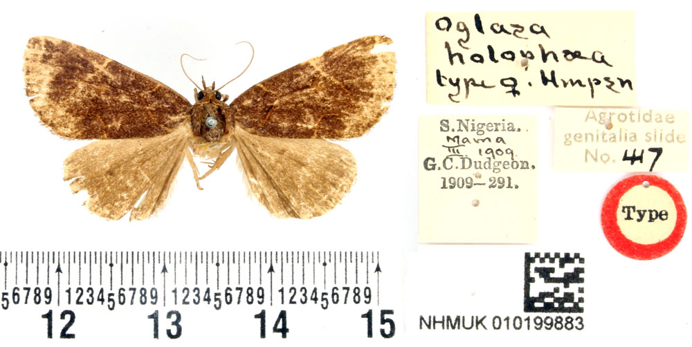 /filer/webapps/moths/media/images/H/holophaea_Oglasa_HT_BMNH.jpg