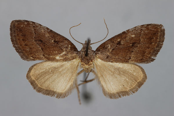 /filer/webapps/moths/media/images/H/holoscota_Meganola_HT_BMNH.jpg