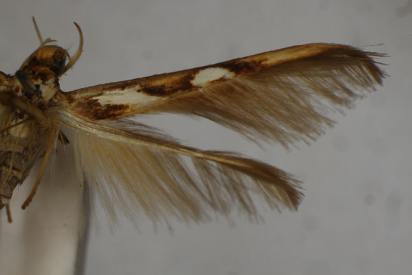/filer/webapps/moths/media/images/H/holothecta_Stathmopoda_HT_BMNH.jpg
