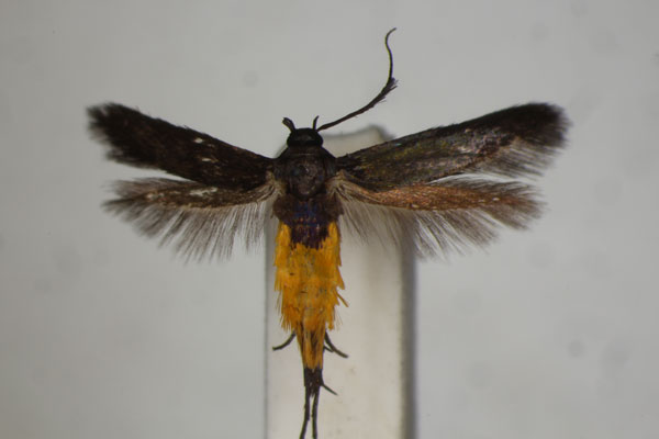 /filer/webapps/moths/media/images/H/homalocrossa_Eretmocera_A_BMNH.jpg