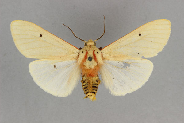 /filer/webapps/moths/media/images/H/homeyeri_Teracotona_HT_BMNH.jpg
