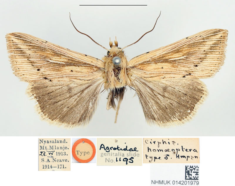 /filer/webapps/moths/media/images/H/homoeoptera_Cirphis_STM_BMNH.jpg